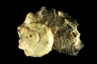 藏品(棘冠螺)的圖片